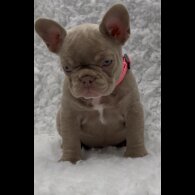 French Bulldog - Both