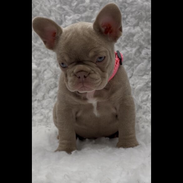 French Bulldog - Both