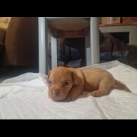 Mixed Breed - Both