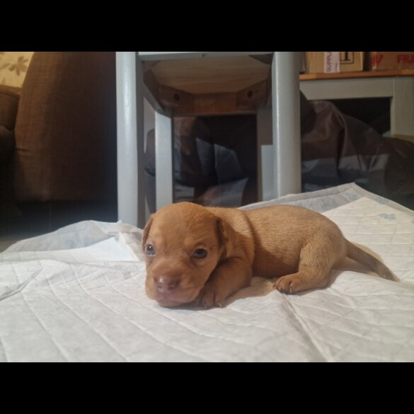 Mixed Breed - Both