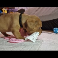 Mixed Breed - Both