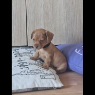 Mixed Breed - Both