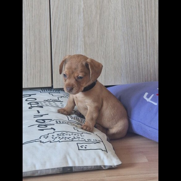 Mixed Breed - Both