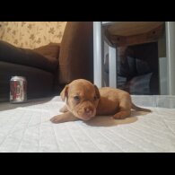 Mixed Breed - Both