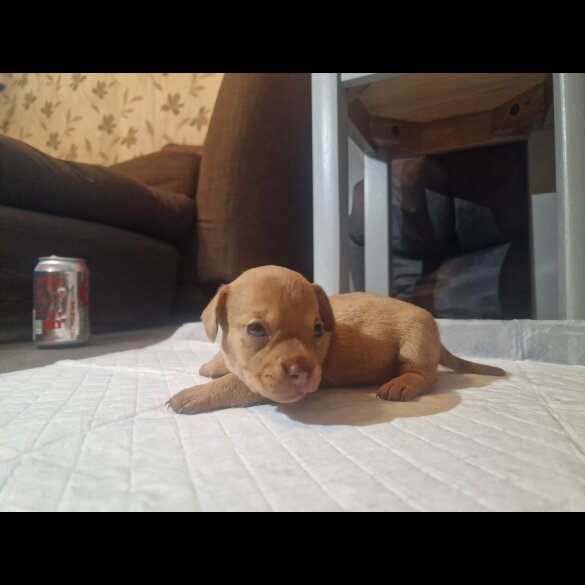 Mixed Breed - Both
