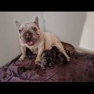 Mixed Breed - Both