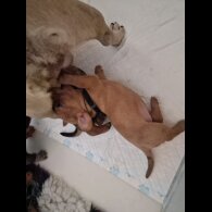 Mixed Breed - Both