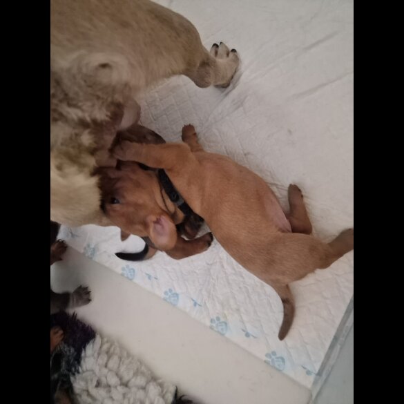 Mixed Breed - Both