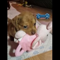 Mixed Breed - Both