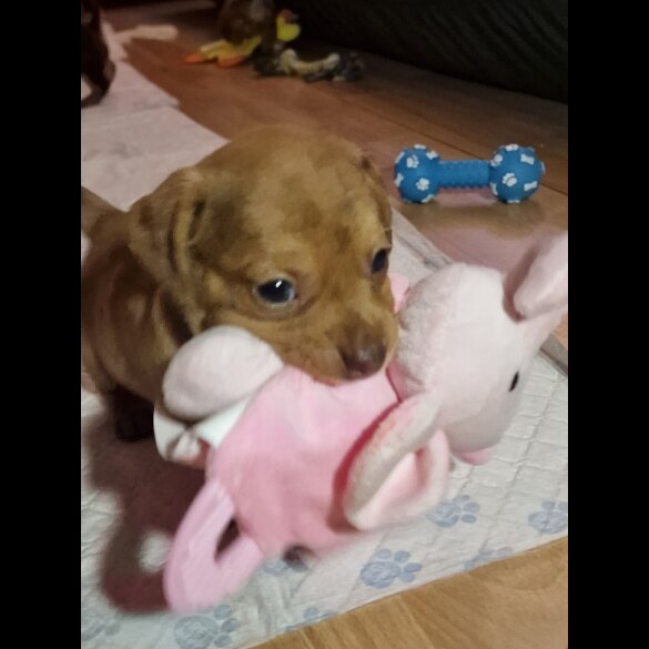 Mixed Breed - Both