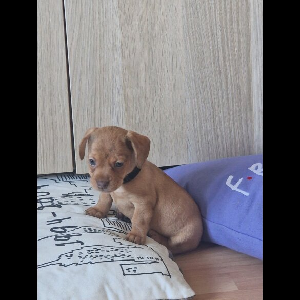 Mixed Breed - Both