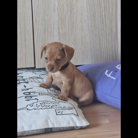 Mixed Breed - Both