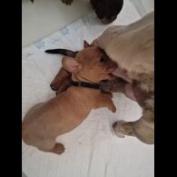 Mixed Breed - Both