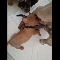 Mixed Breed - Both