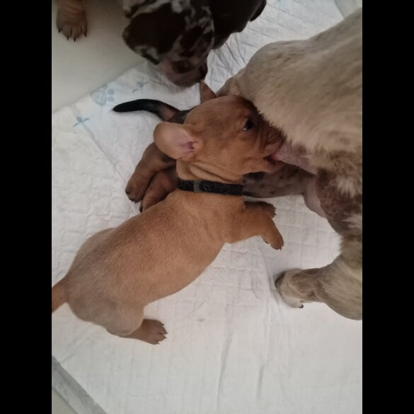Mixed Breed - Both