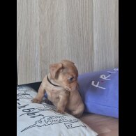 Mixed Breed - Both