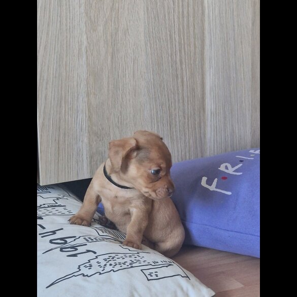Mixed Breed - Both