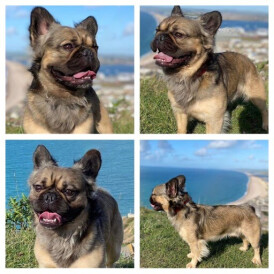 French Bulldog