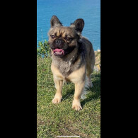 French Bulldog