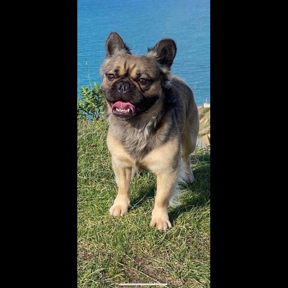 French Bulldog