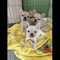 French Bulldog - Dogs