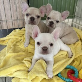 French Bulldog - Dogs