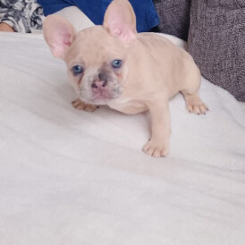 French Bulldog - Both