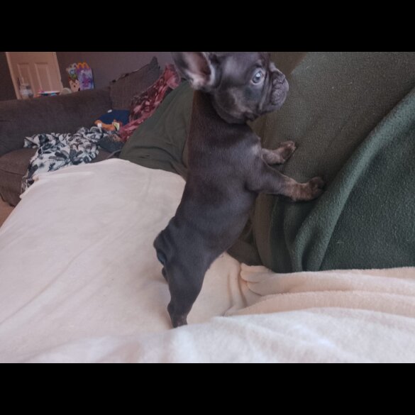 French Bulldog - Dogs