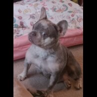 French Bulldog - Dogs