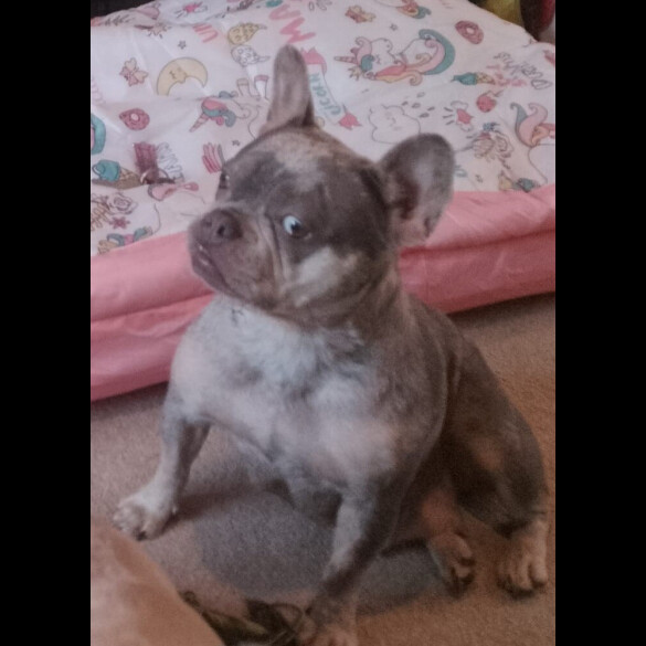 French Bulldog - Dogs