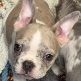 French Bulldog - Bitches