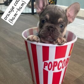 French Bulldog - Both