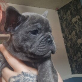 French Bulldog - Both