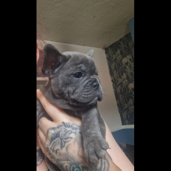 French Bulldog - Both
