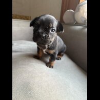 French Bulldog - Both