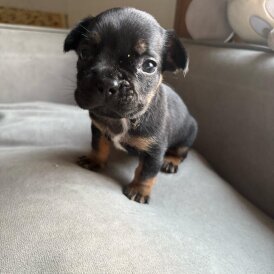 French Bulldog - Both