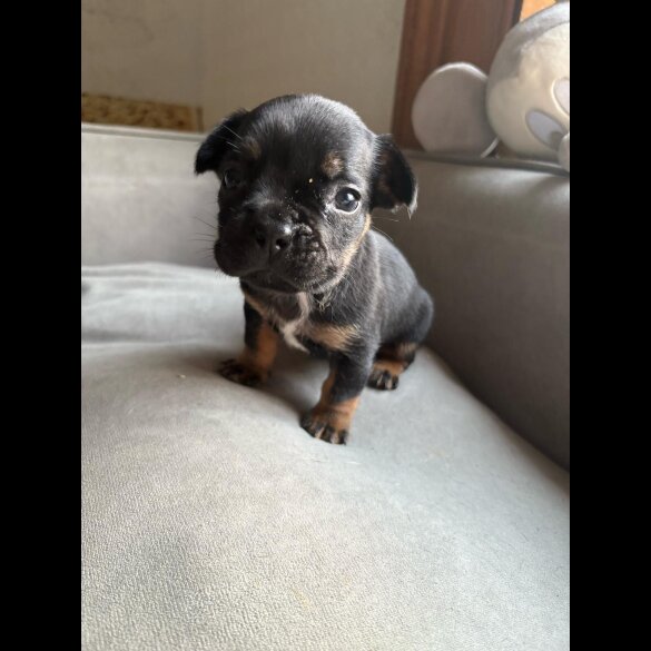 French Bulldog - Both