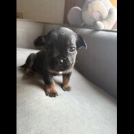 French Bulldog - Both
