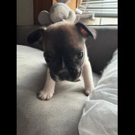 French Bulldog - Both