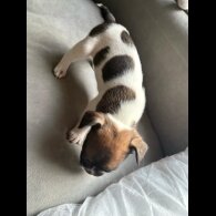 French Bulldog - Both