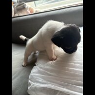 French Bulldog - Both