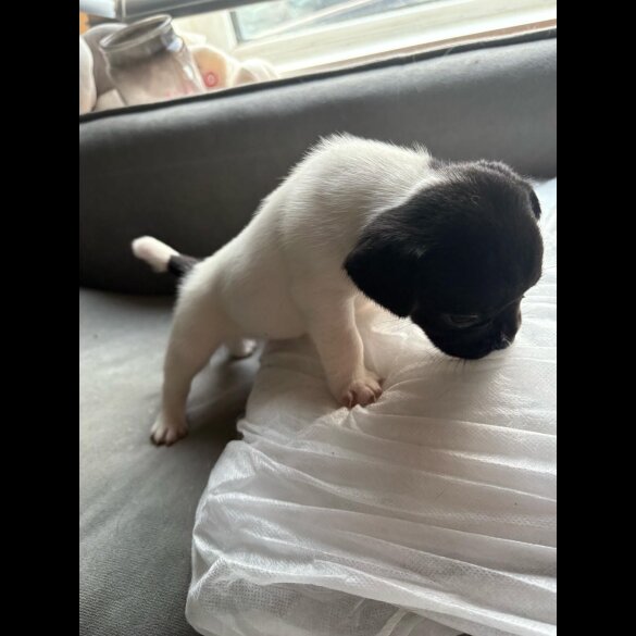 French Bulldog - Both