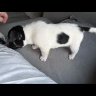 French Bulldog - Both