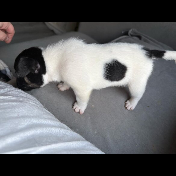 French Bulldog - Both