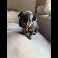 French Bulldog - Both