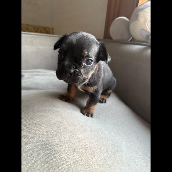 French Bulldog - Both