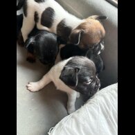 French Bulldog - Both
