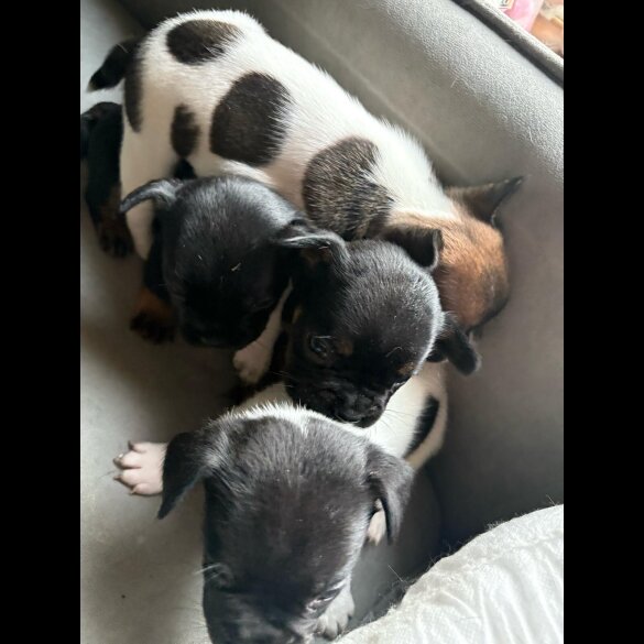 French Bulldog - Both