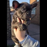 French Bulldog - Dogs