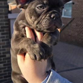 French Bulldog - Dogs